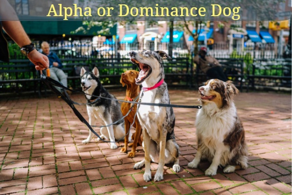 Alpha or Dominance Dog training