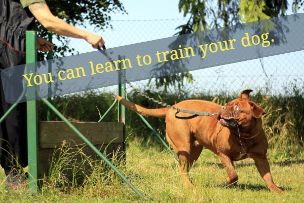 dog training methods that work