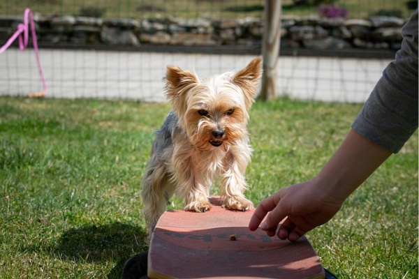 how to train a Yorkie puppy