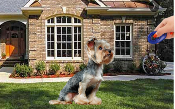 how to train a Yorkie puppy