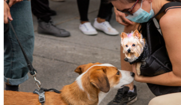 yorkie socializing dog training