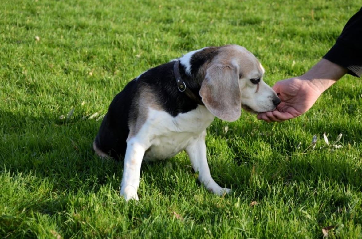 How To Train A Beagle