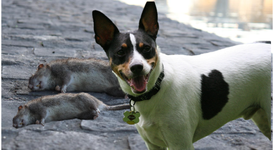 What skill you need to know about Rat Terrier