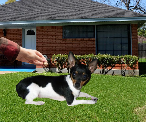 how to train a Rat Terrier