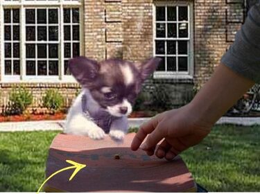 Chihuahua Positive reinfo