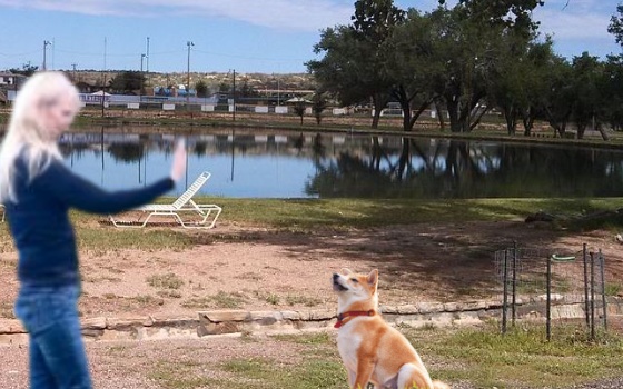 Chihuahua Stay dog training