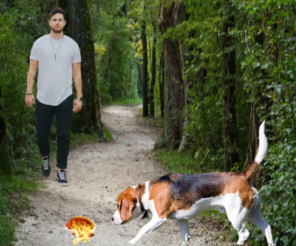 How To Train A Beagle