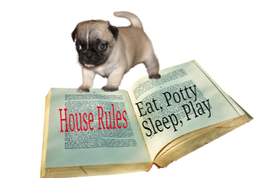 Pug house training