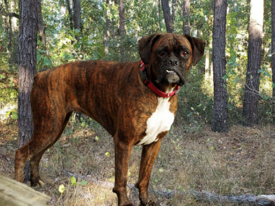 How To Obedience Train A Boxer Dog
