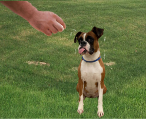 This article is about how to obedience train a boxer dog yourself without paying expensive professional dog trainer's fees. Continue reading if you don't have the time or budget to travel across town to a professional dog training service.  Self-training your dog will save you time and money since you won't need to take your dog to a professional trainer's facility. Another benefit of Do It Yourself (DIY) dog training, it will keep your dog from being confused due to receiving behavior commands from different people.  You will learn about problems you will most likely encounter during certain dog training behaviors, so we'll show you how to overcome them.  Being a Boxer dog parent is a great idea. Boxer puppies are fun, playful, and lovable. Due to their lively personalities and fun-loving behavior, they will keep you laughing.  Boxer dogs are devoted companions and serve as excellent watchdogs, warning you if anyone comes near your home.  In addition, Boxer dogs love being petted by people they meet, even children, and they love running and playing with other dogs. But, you will quickly determine that early Boxer dog training is essential.  How To Obedience Train A Boxer Dog Table of Contents History Of The Boxer Dog Breed Knowing your dog's history is essential before beginning behavior training. For example, dog breeders bred Boxers to be fearless hunting dogs.  Your training sessions will go much easier when you understand your dog's instincts and behavior patterns.  Breeders mixed an English Bulldog and an extinct breed called the Bullenbeisser to create the Boxer breed in the 1800s.  Bred to be a hunting breed, the Bullenbeisser belonged to the Mastiff family. Deer and wild boar were chased and held by these massive dogs until their owners arrived to retrieve them.  Dog breeders created the Boxer's bridle coats to camouflage them against tall grasses and trees.  How To Obedience Train A Boxer Dog Boxer Dog Distinguish Characteristics How To Obedience Train A Boxer Dog Boxer Dog Characteristics And Temperament Generally, boxer dogs are friendly and playful. They are very affectionate and enjoy being around people. They are trainable due to their people-oriented personalities.  Trainability ~ Good Affection Level ~ Very Good Kid-Friendly ~ Very Good Exercise ~ Required Daily Pet-Friendly ~ Average Playfulness ~ Very Active Energy Level ~ High Friendliness ~ Very Good Intelligence ~ Average Tendency to Bark ~ Average Pros For Owning A Boxer Dog  Multipurpose - Boxers are considered obedient dogs that are easy to socialize with and have been used as police dogs, war dogs, and home guards. Besides being an excellent pet, this dog also accepts friendly strangers and is a devoted family pet. Easy-care Dog - Boxers have a short coat and require occasional grooming and wipe-downs. Intelligent Dog - Smart and fast learners, this dog is inherently intelligent. In addition to agility and flyball, the Boxer can participate in any organized dog sport. To adapt well to your home environment, boxer dogs need consistent training and socialization. Funny - It is impossible not to laugh all the time when you own a boxer dog. Active Dog - Boxers are active dogs that require a lot of mental and physical stimulation. Hiking, jogging, or running with this dog is an ideal outdoor activity. A boxer's athletic abilities allow them to participate in various dog sports. Good Pet Companion - Nothing is more beautiful than this breed of dog. It is friendly, lovable, and happy and never leaves your side when you are around. He is also highly comical and playful, making him a great pet companion. Excellent Watchdog - If your Boxer dog senses a stranger or a potential threat in your home, he will bark. Good Indoor Dog - This breed enjoys being indoors, as it can't tolerate severe weather conditions. If you plan to go out with your Boxer dog, ensure the weather is comfortable. A Boxer is a good choice if you want a dog that is good at staying indoors. Temperament - Boxers won't threaten young children due to their friendly character and personality if well socialized. Cons For Owning A Boxer Dog Shedding - As a short-haired breed, Boxers shed a lot. Excitable - The excitable nature of Boxers causes them to jump up on people, pull on their leash, and bark and leap excessively when they first meet their dog parents. Health Issues - Allergies, Ear "infections," Gas, Chewing or licking of the paws, Itching, Tear stains, Boxer acne, Yeast "infections," Stomach problems, and Hives. Stubborn Tendencies - A Boxer dog can be strong-willed and act only according to its desires at times. Anxiety - Boxer dogs don't like being left alone for lengthy periods can lead to mental tension. High Energy - A Boxer parent must have adequate time to provide the necessary physical exercise and mental stimulation, which are essential for Boxer dogs. Apartment Lifestyle - Boxer dogs are not suitable for apartment living if you need to leave them alone for an extended time. Bringing A Boxer Puppy Home You decided to bring a Boxer puppy home has been made. An essential first step is creating a suitable training environment. A puppy training checklist is a next step.  Use the simple instructions outlined in this article on obedience training a boxer dog. All you need is a distraction-free training area, patience, consistency, and bonding time with your puppy. How To Obedience Train A Boxer Dog Boxer Puppy Training Checklist You will find a sample checklist of puppy supplies below. You can begin training your puppy right away with this list.  Dog training checklist Boxer Training Seven Dog Training Methods That Work Professional trainers use or combine the following forms of seven dog training methods that work. 1. Positive Reinforcement 2. Clicker Training 3. Scientific Training 4. Electronic Training 5. Model-Rival Or Mirror Training 6. Relationship-Based Training 7. Alpha Dog Or Dominance  How To Obedience Train A Boxer Dog  If you plan on training your Boxer yourself, positive reinforcement is the best method for first-time trainers because you will give your dog treats and affection for learning new behaviors.  In addition, I refer to positive reinforcement throughout this article when I use the term "train or training."  During positive reinforcement training, you reward your dog with treats, affection, playthings, or whatever he likes best for doing your behavior command correctly.  How To Obedience Train A Boxer Dog Boxer dog training "Boxers love attention. They don't care about getting money but want instant treats, praise, or toys". Positive reinforcement is one of your most effective methods for training your dog's behavior since the reward motivates them to perform it.  Boxer Basic Commands Dog training tips Good dog behavior will occur when you and your dog understand the basic commands. As a result, your dog will eagerly pay attention to you and obey your commands.  Boxer parents should be familiar with the following obedience dog training commands:  SIT ~ DOWN ~ STAY ~ COME ~ HEEL ~ OFF ~ NO ~ LEAVE IT  A DIY dog trainer, particularly a first-time dog trainer, should always start by teaching Sit first since it is the easiest and most intuitive behavior for dogs to learn.  Conclusion Boxers Are Not Suitable For Everyone Boxer dogs are not suitable for people who live in apartments and must leave their Boxer at home alone for long periods. People who are disabled or elderly and living alone should not get a boxer. In addition to being strong and muscular, Boxer dogs are zealous leapers, which makes it difficult for an older person to control them. A boxer dog is not a good choice for someone who cannot devote adequate time to raise and train it properly.