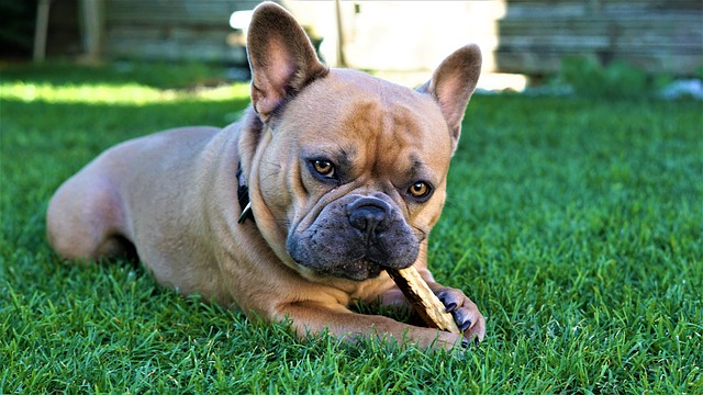 How to train a French Bulldog