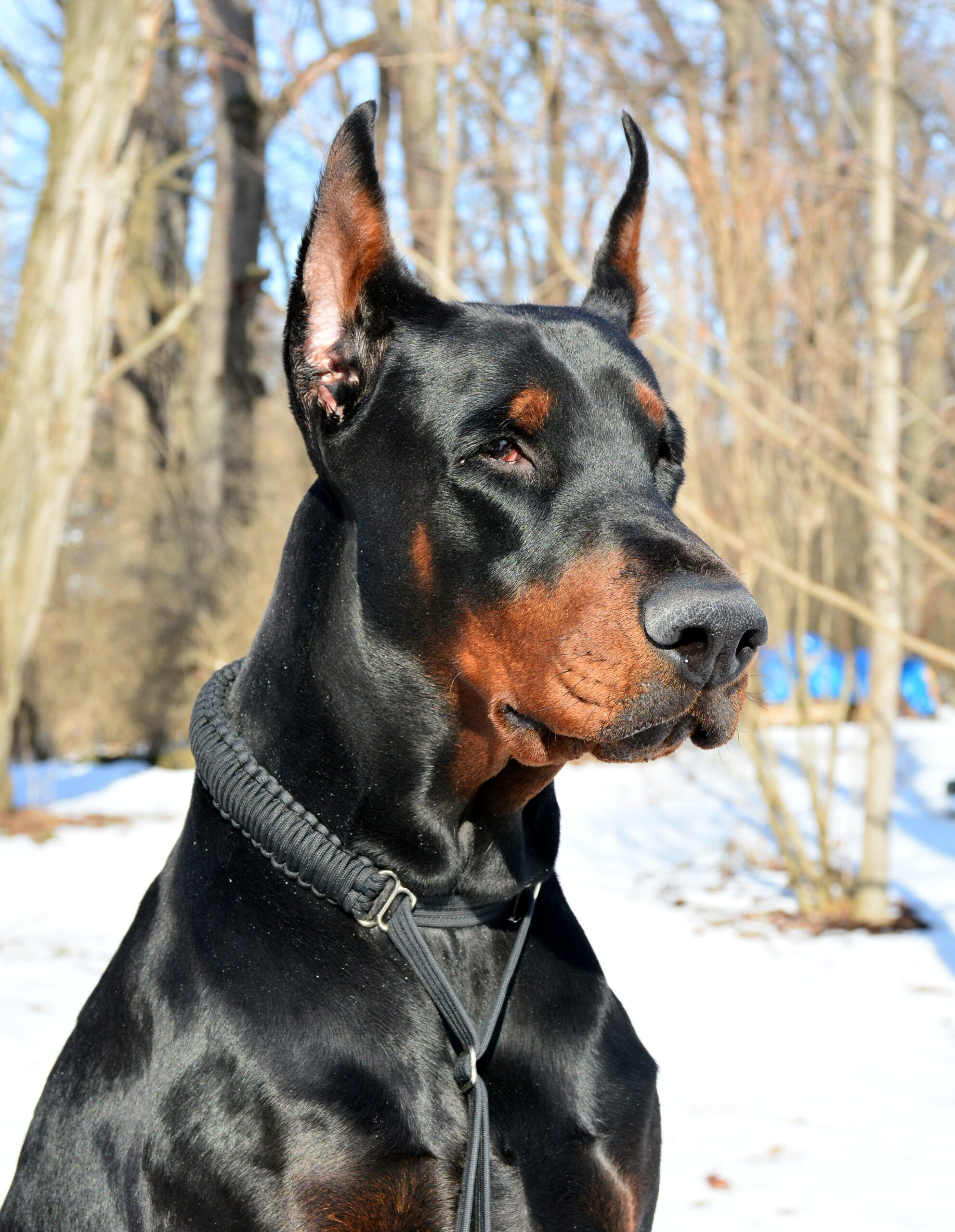 How To Select The Best Dog Collar for Large Dogs